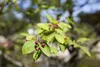 A close-up of a branch with green leaves and small purple berries. Produktbild-Vorschau