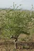 Myrrhe (Commiphora myrrha)  - 3 g Voir les images du produit 2