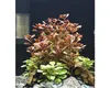 Ludwigia repens Rubin  Ludwigie Rubin Aquariumpflanzen Produktbild-Vorschau 3