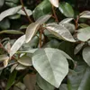 Élaeagnus ebbingei Compacta - 8 plants pour 1 mètre Voir les images du produit 3