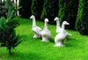 Dekoracja ogrodowa Posąg kaczki Rzeźba Figurki Rzeźby Podgląd zdjęcia produktu 3