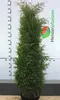 Lebensbaum Thuja Brabant 180-200 cm, 20x Heckenpflanze Produktbild-Vorschau 3