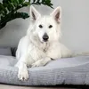A white German Shepherd dog is lying on a gray dog bed, with a plant in the background. Produktbild-Vorschau