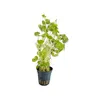 Hydrocotyle leucocephala  Brasiliansicher Wassernabel Produktbild-Vorschau 2
