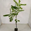 Robinia (Robinia pseudoacacia), witte acacia, hoogte 100 Productafbeelding-voorbeeld 2