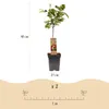 Green boutiQ - Obstbaum - Prunus avium Regina - Kirschbaum Produktbild-Vorschau 3