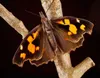 CALVENDO Puzzle Zürgelbaumfalter (Libythea celtis) 1000 Produktbild-Vorschau 3