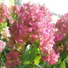 2 x  hortenzie  - Hydrangea paniculata 'Mega Mindy'  | Náhled obrázku produktu 1