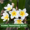 Kitama Aroma Massageöl Leelawadee Frangipani 1-Liter 1L I Produktbild-Vorschau 3