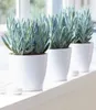 BALDUR Garten 1x Senecio Aquarine® Mount Everest, Pflanze Produktbild-Vorschau 3