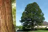 SAFLAX  - Sequoia gigante - 50 semi - Con substrato - Anteprima dell’immagine prodotto 9