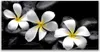 Glasbilder 140x70 Wandbild Druck auf Glas Blumen Steine Produktbild-Vorschau 1