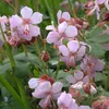 Stauden Gänge 10 x Geranium macrorrhizum 'Ingwersen's Produktbild-Vorschau 2