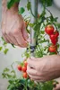 Artikelbild 8 von 'TOMATO BUDDY Tomatenrankhilfe 3er Set' aus der Kategorie Rankhilfen Produktbild-Vorschau
