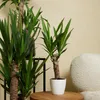 Bloomique - 2er Set - Yucca Elephantipes - Yucca Palme - Produktbild-Vorschau 3