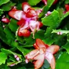 Großer Weihnachtskaktus - Schlumbergera - XXL - 17cm Topf - Produktbild-Vorschau 4