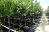 Elstar Apfel Apfelbaum Obstbaum kleinbleibend Busch Produktbild-Vorschau 3