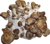 Hawlik Pilzbrut Shiitake Dübel – 20 Pilzdübel, Pilze Produktbild-Vorschau 11