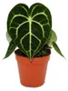 Flamingoblume - Anthurium clarinervium - Herzblattblume - Produktbild-Vorschau 3