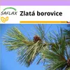 SAFLAX - zlatá borovice - Pinus ponderosa - 20 Semena Náhled obrázku produktu 6