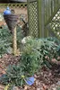 Jasminum polyanthum - Duft - Jasmin - Kletterpflanze - Produktbild-Vorschau 5