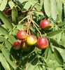 Speierling, 70-80 cm, Cont. 2 l Produktbild-Vorschau 1