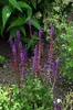 6 x Salvia nem. 'Caradonna' - Mech gwiaździsty - doniczka 9 Podgląd zdjęcia produktu 2
