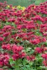 Monarda fistulosa 'Gardenview Scarlet', Indianernessel, Produktbild-Vorschau 6