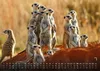 Erdmännchen - Kleine Wächter, große Abenteuer! - 2027 - Produktbild-Vorschau 12