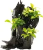Wurzel mit Speerblatt - Anubias spp. Hills ca. 14 x 8 x 24 Produktbild-Vorschau 1