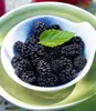 BALDUR Garten 1x Maulbeere BonBon Berry®, Pflanze im 13 Produktbild-Vorschau 2