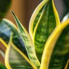 Sansewieria gwinejska - 2 szt - Sansevieria 'Futura' - Podgląd zdjęcia produktu 4