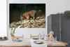 MuchoWow® Poster Tiger - Baby - Felsen 180x120 cm - Produktbild-Vorschau 3