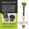 Geflochtene Weide 100 cm - Geflochtener Weidenbaum | Produktbild-Vorschau 3