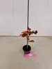 A small potted tree with red and orange leaves, supported by a stake, sits on a light gray floor in front of a white wall. A pink tag is placed in front of the pot. Anteprima dell’immagine prodotto