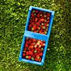 KADAX Cesta plegable de plástico para frutas, fresas, Vista previa de la imagen del producto 12
