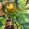 Own Grown Tomaten-Samen 12er Saatgut-Set Produktbild-Vorschau 6
