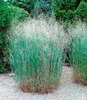 A cluster of ornamental grasses with feathery seed heads and green and reddish-brown stems, planted in a gravel bed with evergreen trees in the background. Produktbild-Vorschau