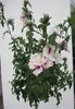 Hochstamm Garten-Eibisch Starburst Chiffon ® - Hibiscus Produktbild-Vorschau 2