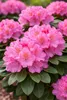 Rhododendron 'Roseum Elegans' 15–20 cm – winterharte Produktbild-Vorschau 5