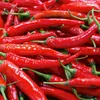 Chili Lombardo Samen - sehr mild - Capsicum annuum - Produktbild-Vorschau 3