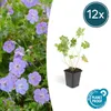 Půdopokryvné rostliny – geranium – Geranium 'Rozanne' – 9cm Náhled obrázku produktu 1