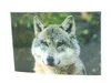 3 D Ansichtskarte Wolf, Waldtier Wolfskopf Postkarte Produktbild-Vorschau 2