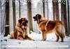 Leonberger - der zahme Löwe (Wandkalender 2026 DIN A4 Produktbild-Vorschau 4