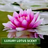 Kitama Aroma Massageöl Lotus 5-Liter 5L I Pflegendes Produktbild-Vorschau 3