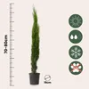 A potted cypress tree with a ruler indicating its height and icons representing sun, water, snowflake, and a paw print with a cross. Produktbild-Vorschau