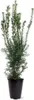 Stĺpovitý tis Hicksii 80–100 cm – Taxus media „Hicksii“ Náhľad obrázku produktu 2