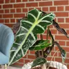 Pfeilblatt - Alocasia 'Polly' - Höhe ca. 25 cm, Topf-Ø 12 Produktbild-Vorschau 4