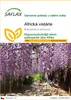 SAFLAX - Africká vistárie - Bolusanthus africanus - 15 Náhled obrázku produktu 1