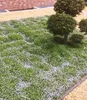 BALDUR Garten 50x Winterharter Bodendecker Isotoma 'Blue Produktbild-Vorschau 3